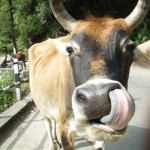 Haben Tiere eine Seele?